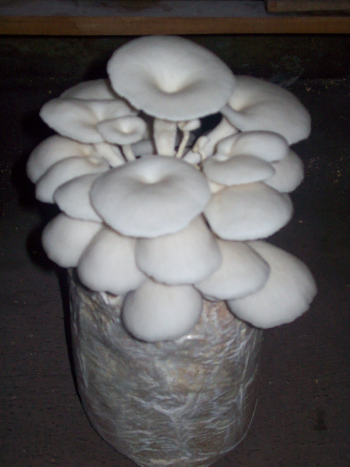  jamur  tiram budidaya jamur  usaha jamur  jual jamur  